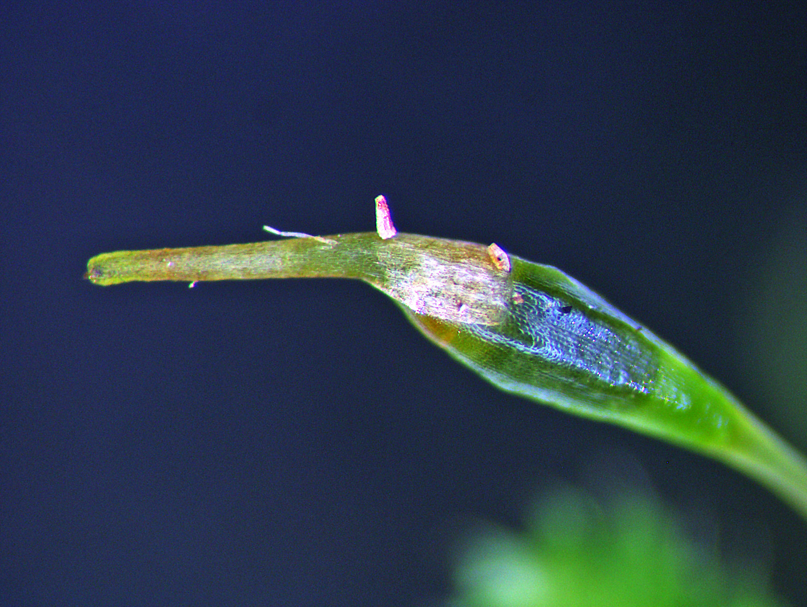 https://www.nzplants.auckland.ac.nz/en/about/mosses/native-species/racopilaceae/racopilum-cuspidigerum-var-convolutaceum.html